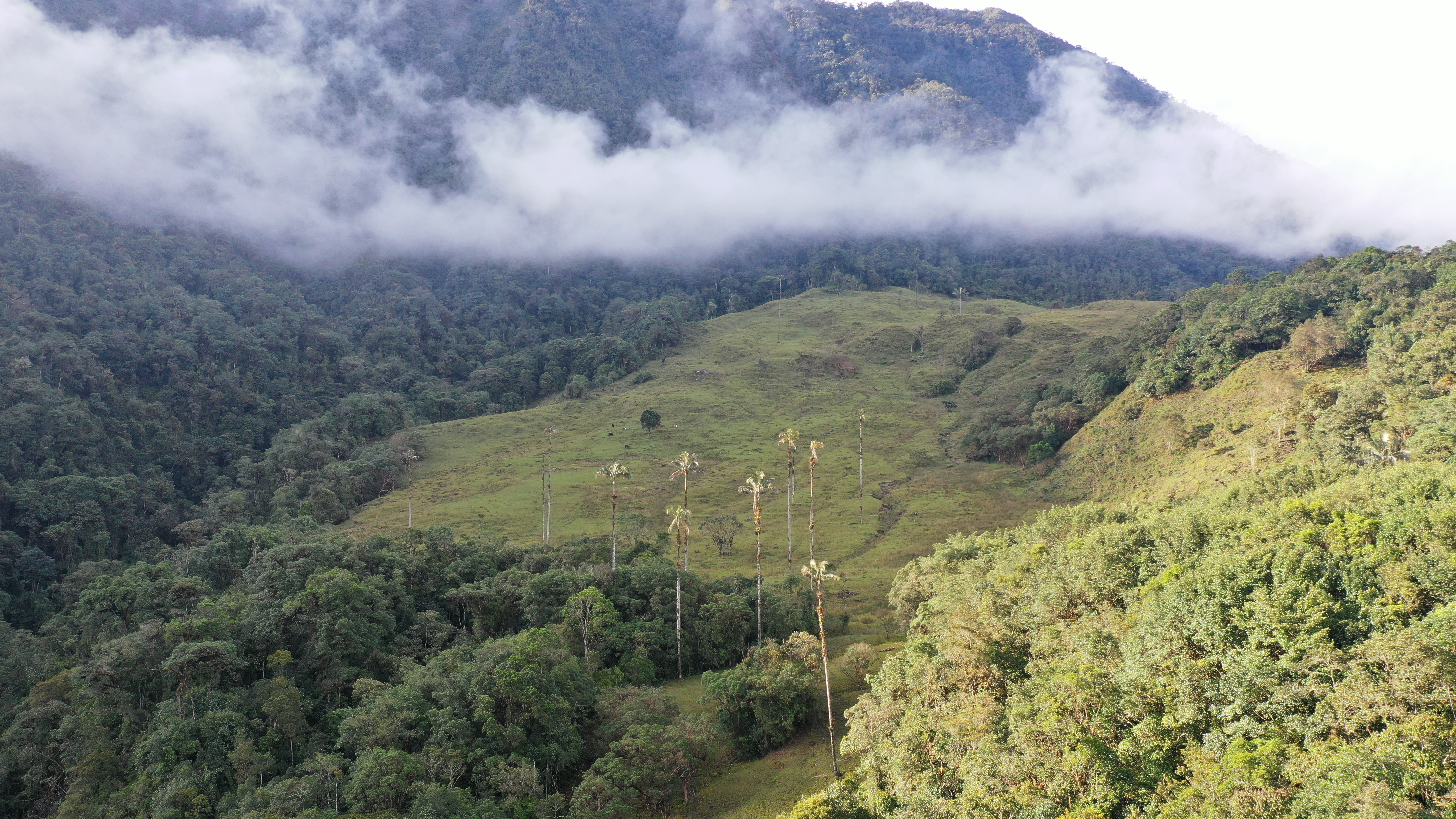 Vista aérea de niebla sobre el bosque andino de la reserva