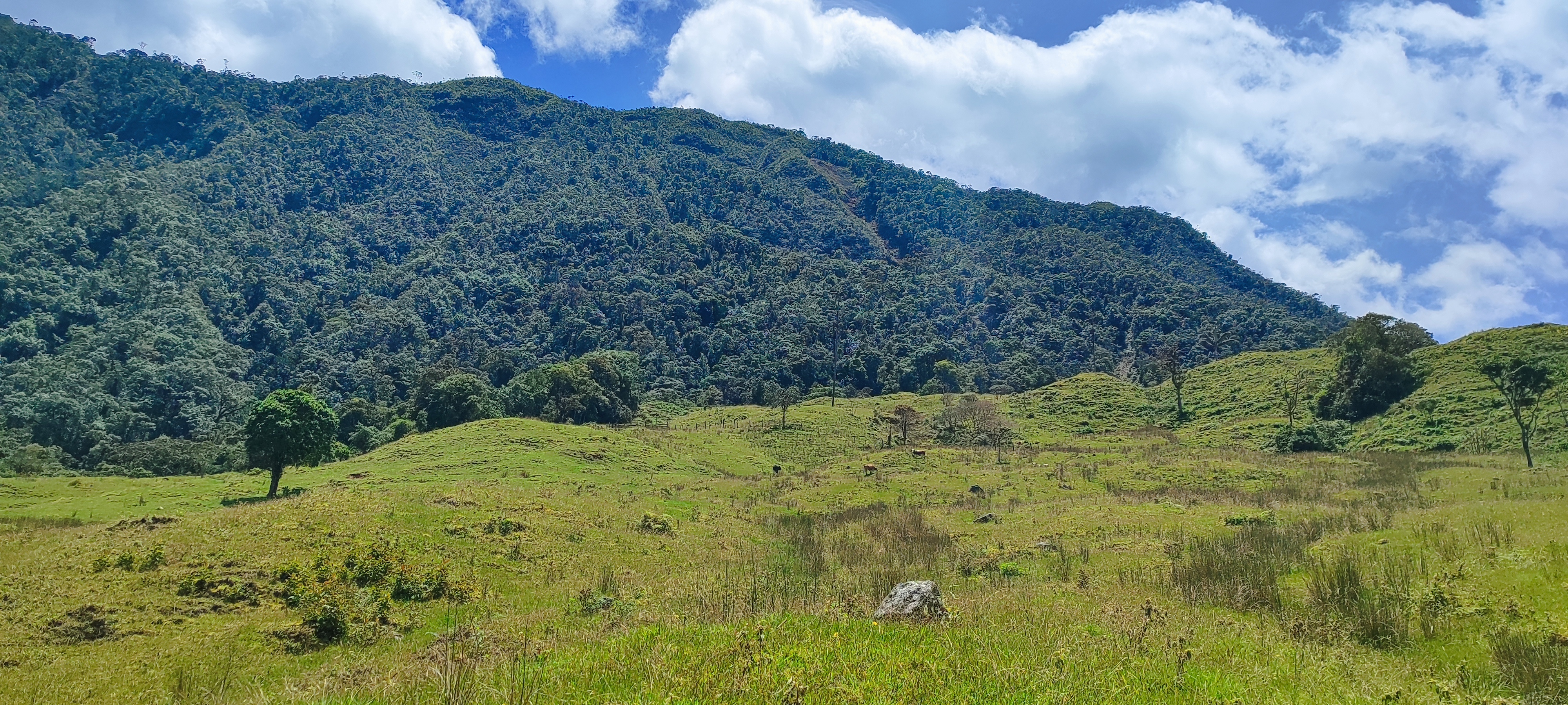 Ladera de bosque primario maduro sobre potreros de la reserva