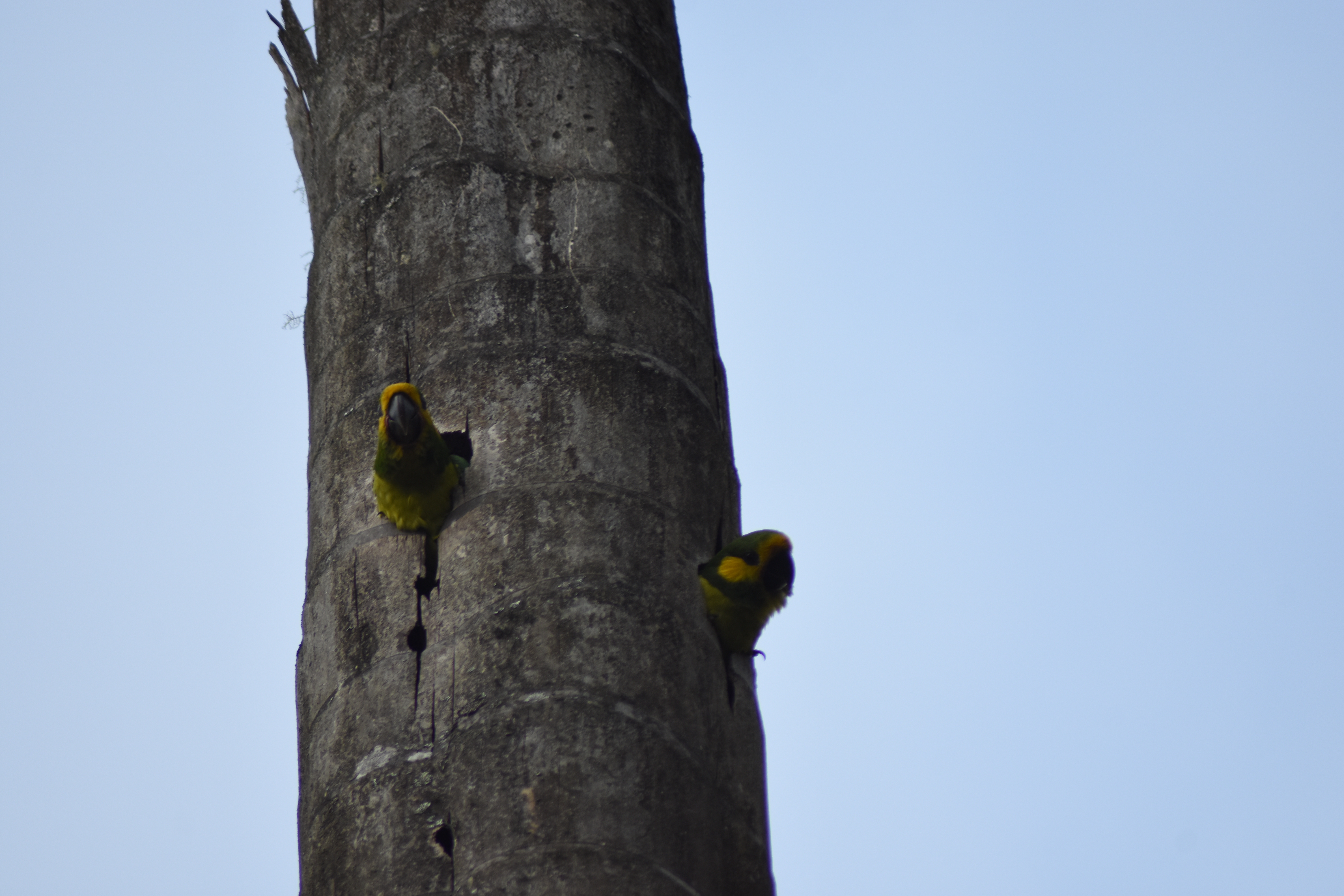 Loros orejiamarillos asomados a sus nidos en un tronco de palma