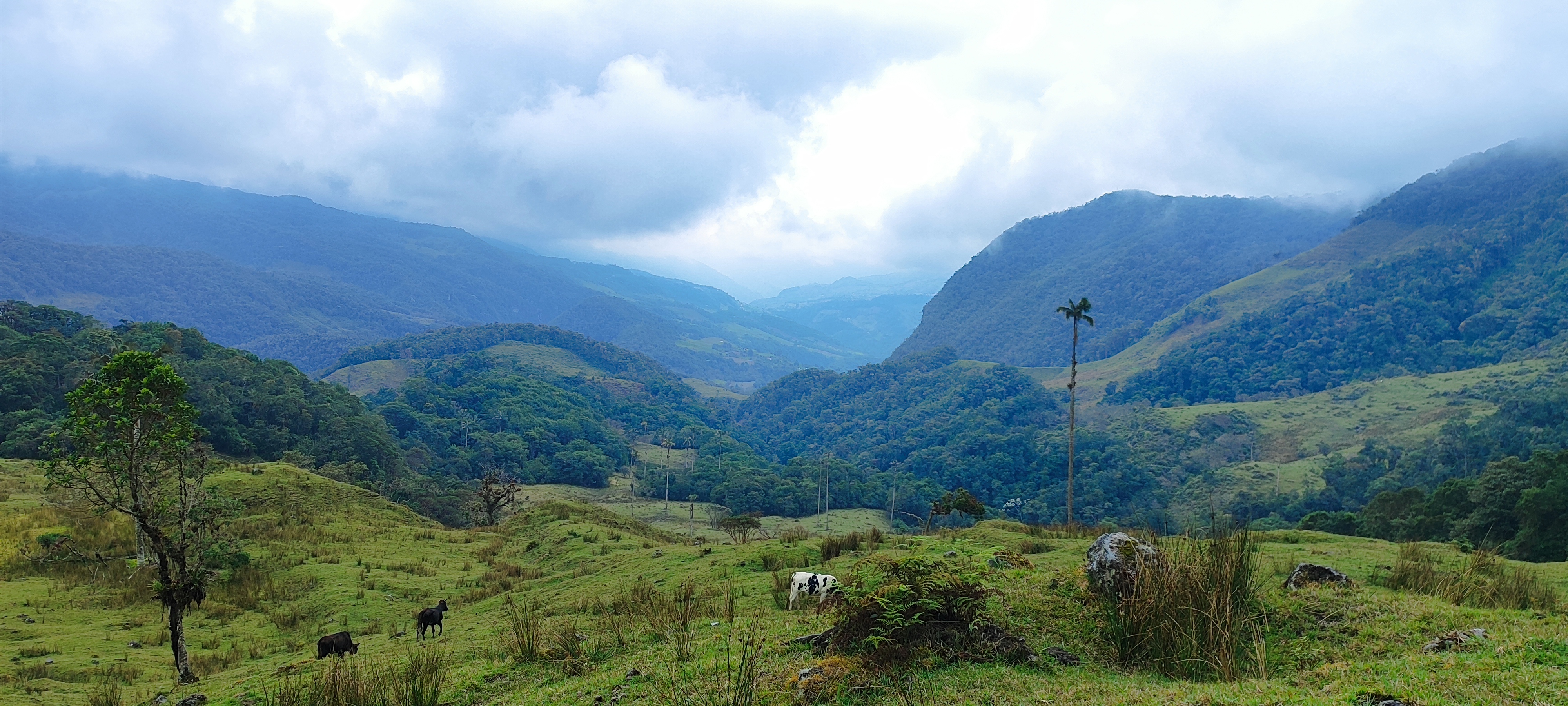 Valle andino con pastizales y ganado en la zona de amortiguación